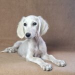 Rosie-female-saluki-puppy-for-sale- (1)