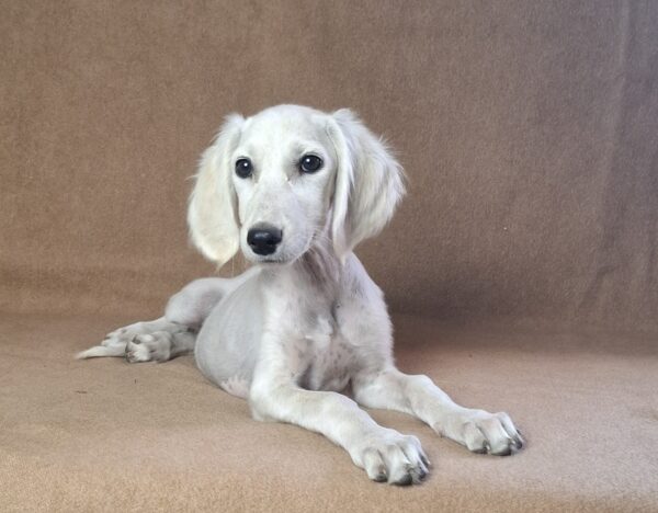 Rosie Saluki Persian Hound Rosie Saluki Persian Hound