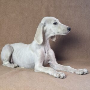 Rosie Saluki Persian Hound