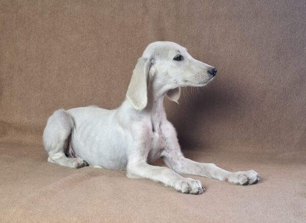 Rosie Saluki Persian Hound Rosie Saluki Persian Hound