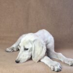 Rosie-female-saluki-puppy-for-sale- (3)