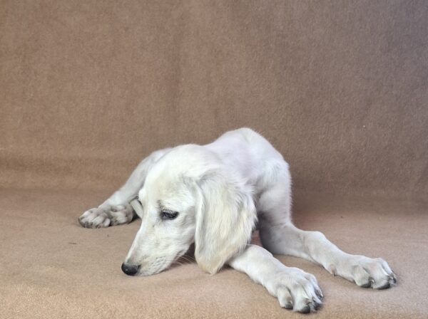 Rosie Saluki Persian Hound Rosie Saluki Persian Hound