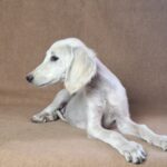 Rosie-female-saluki-puppy-for-sale- (4)