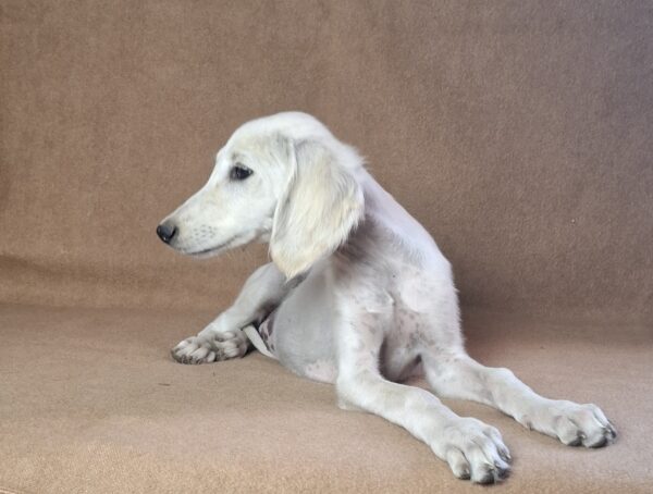 Rosie Saluki Persian Hound Rosie Saluki Persian Hound