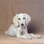 Rosie-female-saluki-puppy-for-sale- (5)