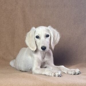 Rosie Saluki Persian Hound