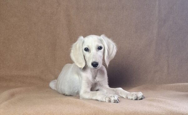 Rosie Saluki Persian Hound Rosie Saluki Persian Hound