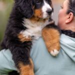 SEA-female-Bernese-Mountain-puppy-for-sale-1
