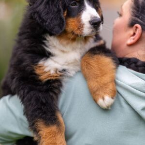 Sea Bernese Mountain Dog