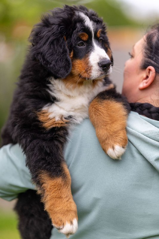 Sea Bernese Mountain Dog Sea Bernese Mountain Dog