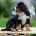 SEA-female-Bernese-Mountain-puppy-for-sale-2