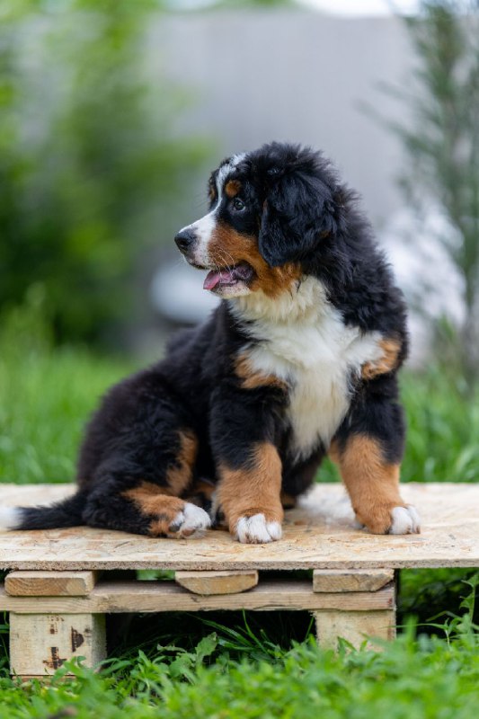 Sea Bernese Mountain Dog Sea Bernese Mountain Dog