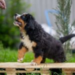 SEA-female-Bernese-Mountain-puppy-for-sale-3