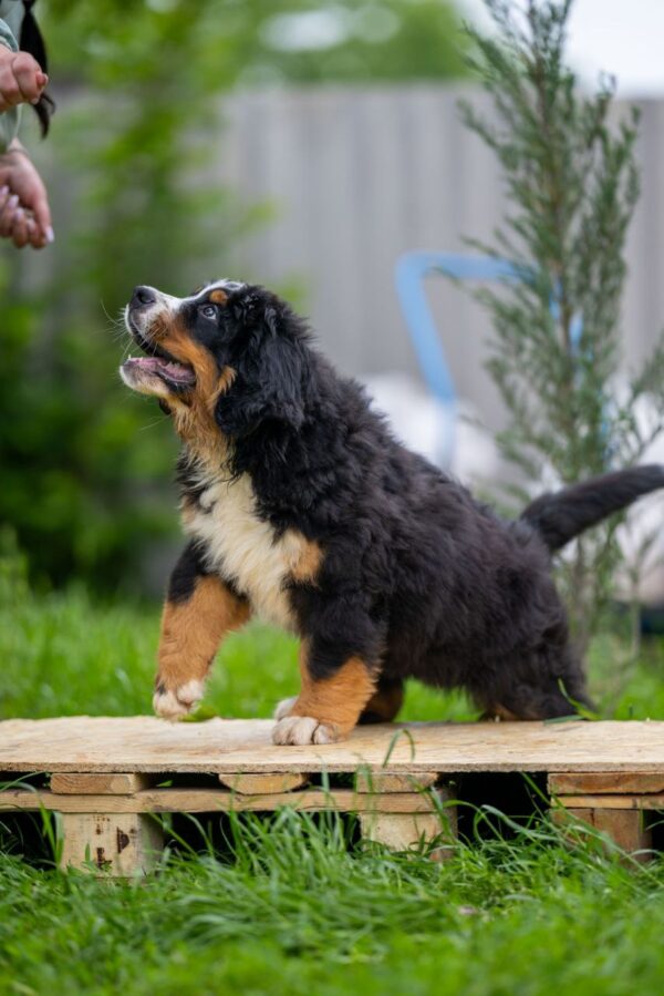 Sea Bernese Mountain Dog Sea Bernese Mountain Dog