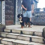 SEA-female-Bernese-Mountain-puppy-for-sale-4
