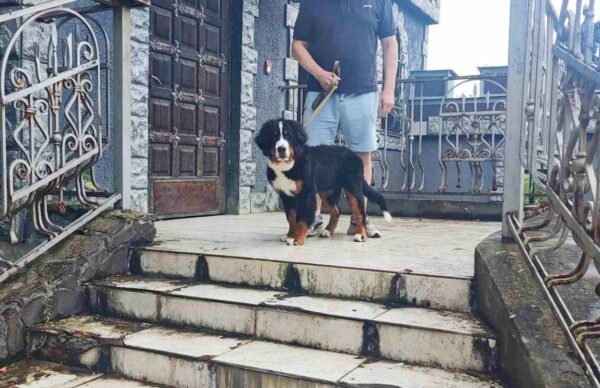 Sea Bernese Mountain Dog Sea Bernese Mountain Dog