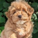 Sam-male-Maltipoo-puppy-for sale-1