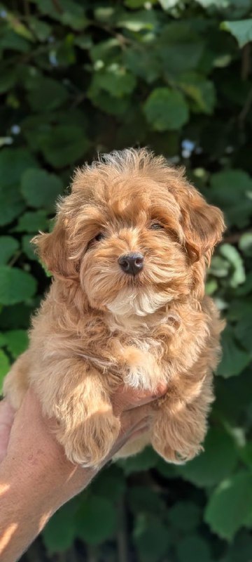 Sam Maltipoo