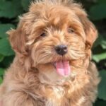 Sam-male-Maltipoo-puppy-for sale-2