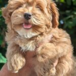 Sam-male-Maltipoo-puppy-for sale-3