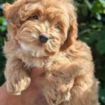 Sam-male-Maltipoo-puppy-for sale-4