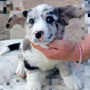 Samira Welsh Corgi Samira Welsh Corgi