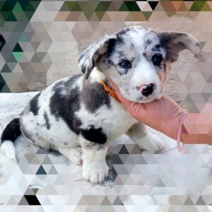 Samira Welsh Corgi Samira Welsh Corgi