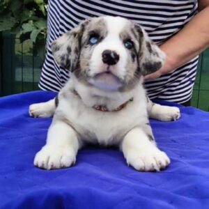 Samuel Welsh Corgi Samuel Welsh Corgi