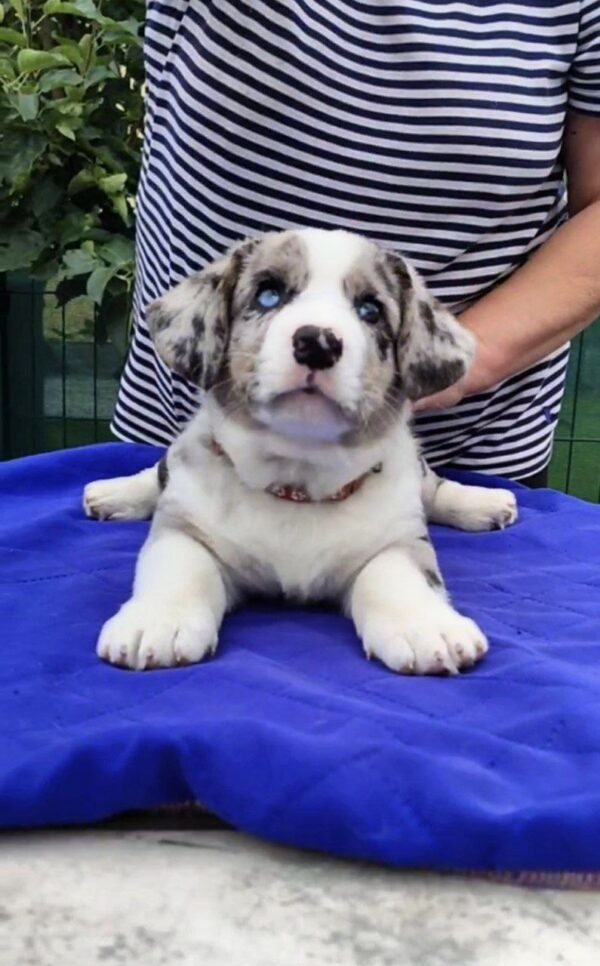 Samuel Welsh Corgi Samuel Welsh Corgi