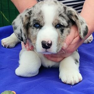 Samuel Welsh Corgi Samuel Welsh Corgi