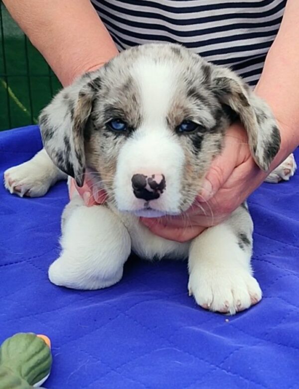 Samuel Welsh Corgi Samuel Welsh Corgi