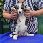 Samuel-male-Welsh-Corgi-puppy-for-sale-3