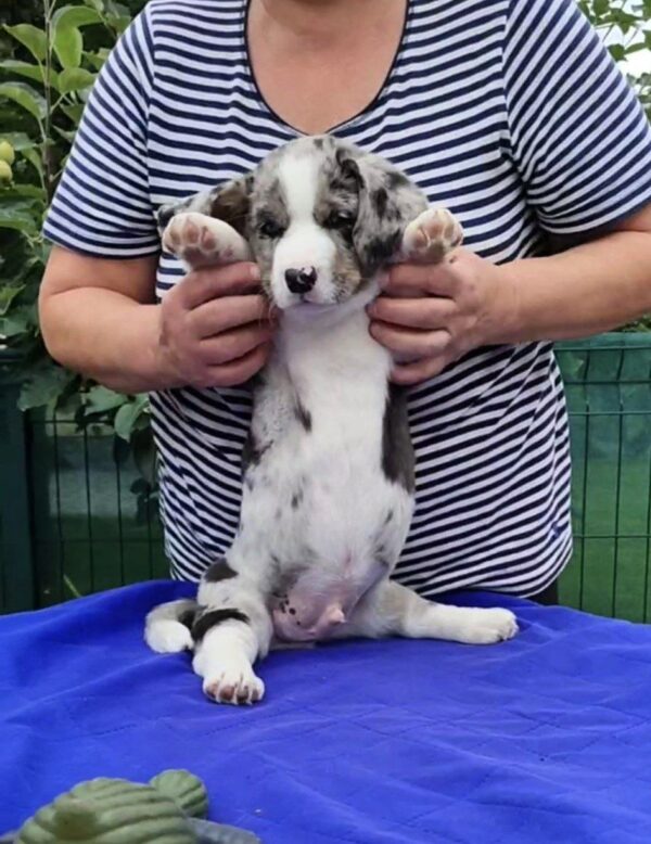 Samuel Welsh Corgi Samuel Welsh Corgi