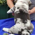 Samuel-male-Welsh-Corgi-puppy-for-sale-4