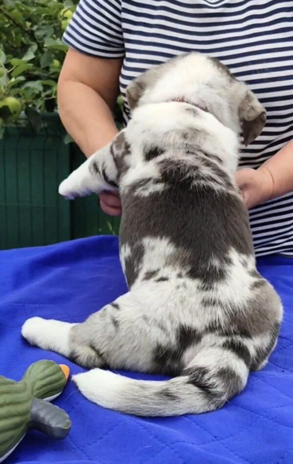 Samuel Welsh Corgi Samuel Welsh Corgi