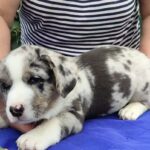 Samuel-male-Welsh-Corgi-puppy-for-sale-5