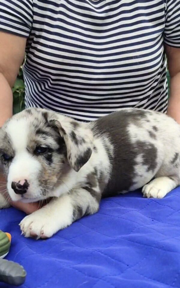 Samuel Welsh Corgi Samuel Welsh Corgi