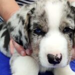 Samuel-male-Welsh-Corgi-puppy-for-sale-6