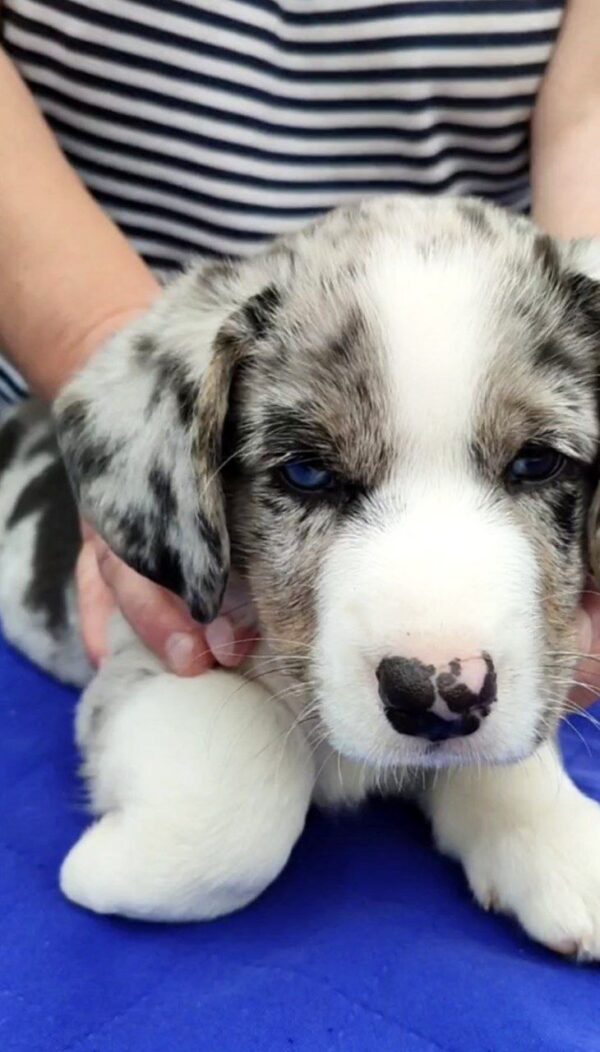 Samuel Welsh Corgi Samuel Welsh Corgi