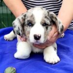 Samuel-male-Welsh-Corgi-puppy-for-sale-7