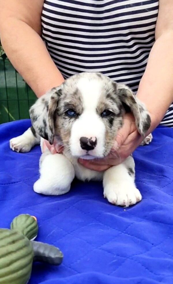 Samuel Welsh Corgi Samuel Welsh Corgi