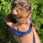 Samuel-male-Yorkshire-Terrier-puppy-for-sale-1