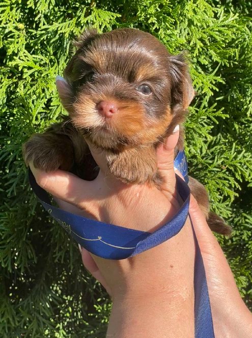 Samuel Yorkshire Terrier Samuel Yorkshire Terrier