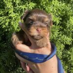 Samuel-male-Yorkshire-Terrier-puppy-for-sale-2