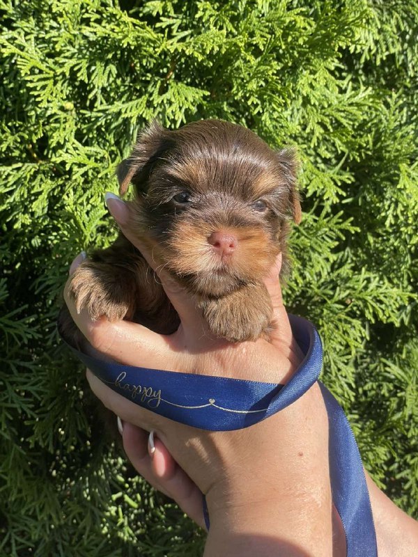 Samuel Yorkshire Terrier Samuel Yorkshire Terrier