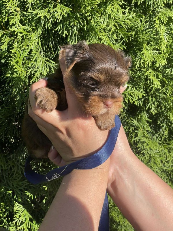 Samuel Yorkshire Terrier Samuel Yorkshire Terrier