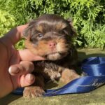 Samuel-male-Yorkshire-Terrier-puppy-for-sale-4