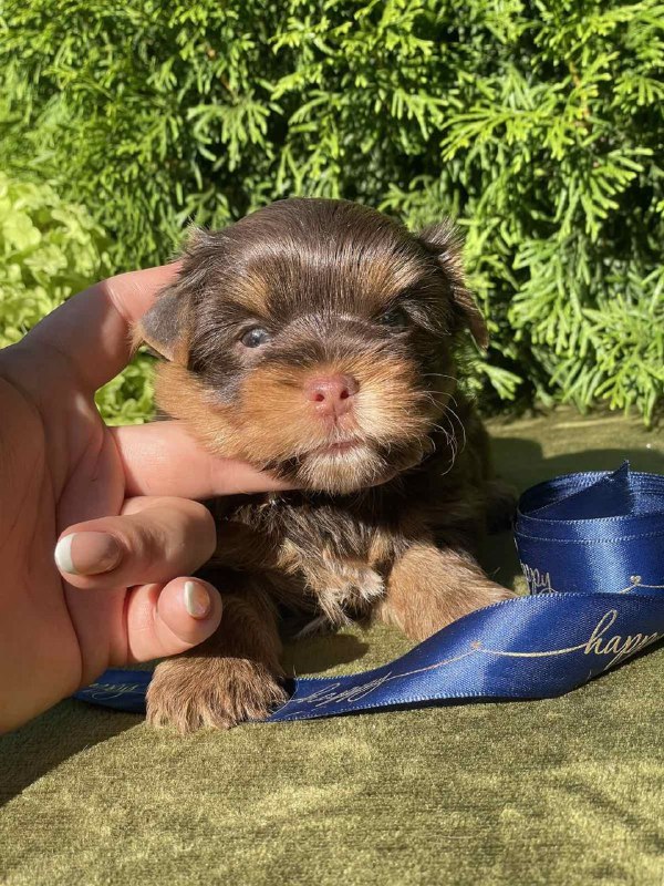 Samuel Yorkshire Terrier Samuel Yorkshire Terrier