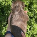 Samuel-male-Yorkshire-Terrier-puppy-for-sale-5