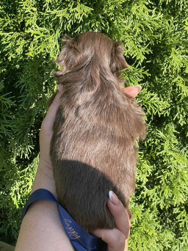 Samuel Yorkshire Terrier Samuel Yorkshire Terrier